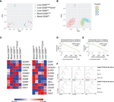 Human Hepatic CD56bright NK Cells Display a Tissue-Resident Transcriptional Profile and Enhanced Ability to Kill Allogenic CD8+ T Cells